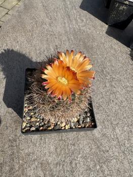 Parodia spec. orange